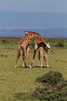 male giraffes fighting