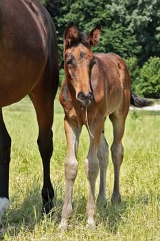 Foal