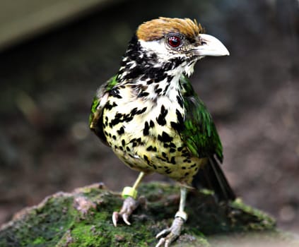 White-eared Cat Bird