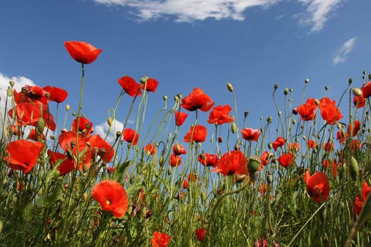 Poppy Meadow II