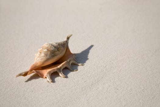 Shell