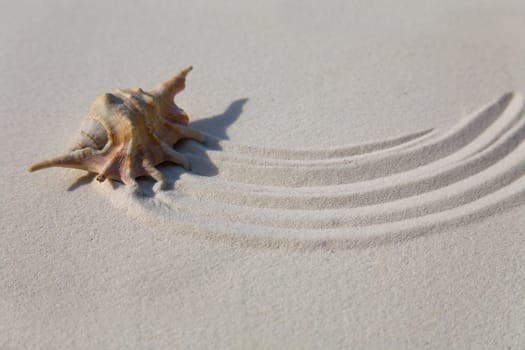 Shell in the sand
