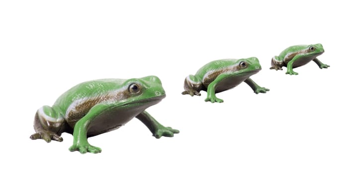 Toad migration