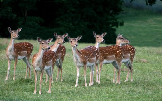 Watching deer