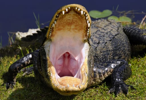 Alligator Inside