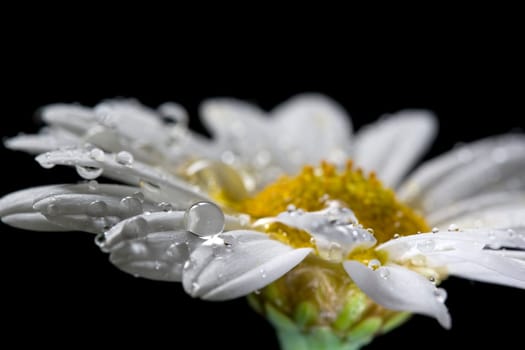 Daisy flower isolated on black backgroun