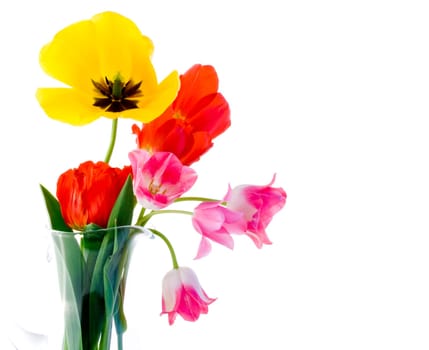 Tulips