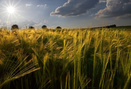 golden barley field