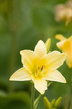 Bellflower