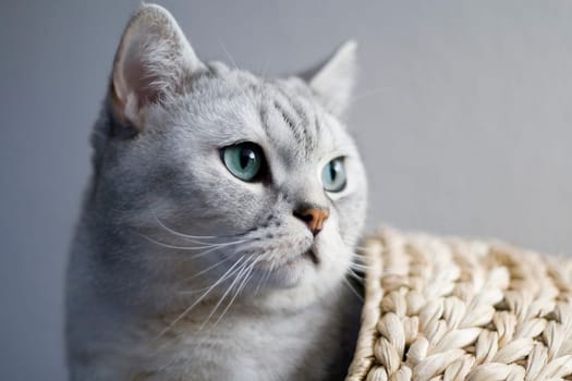 Cat Portrait