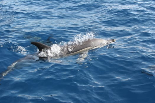 Azores - Dolphin