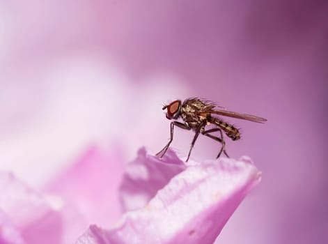 small fly on the bloom