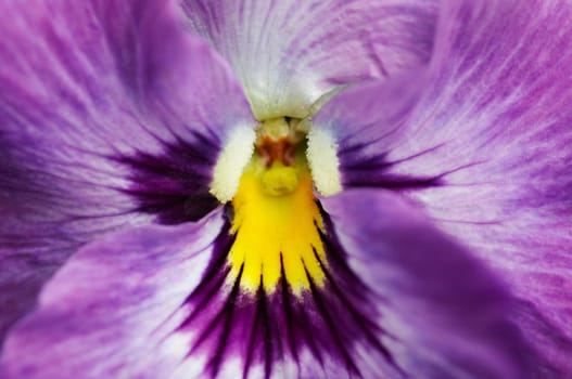 bloom - wild pansy