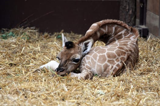 Giraffe cub lying