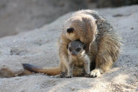 Meerkat Cubs with Mother II