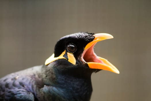 Hill myna