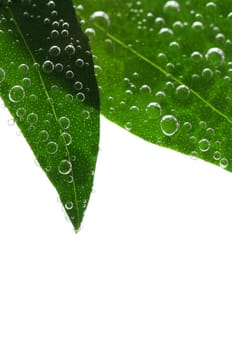 Green leaves in water