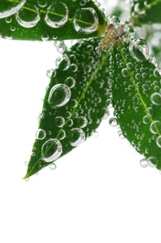 Green leaves in water