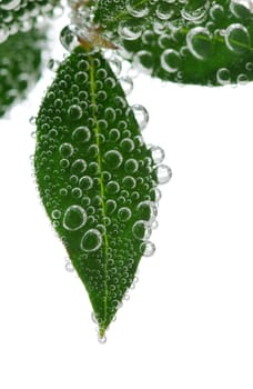 Green leaves in water