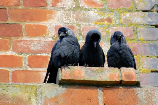 3 jackdaws