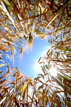 Barley Field