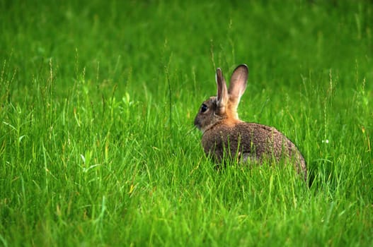Bunny