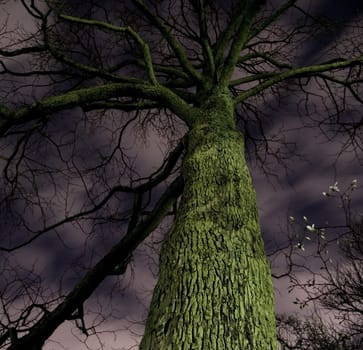 Spooky Tree