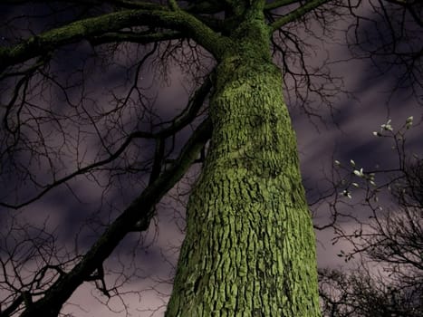 Spooky Tree