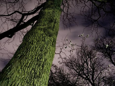 Spooky Tree