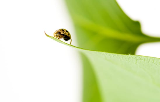 Yellow ladybug