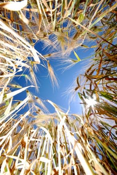 Barley Field