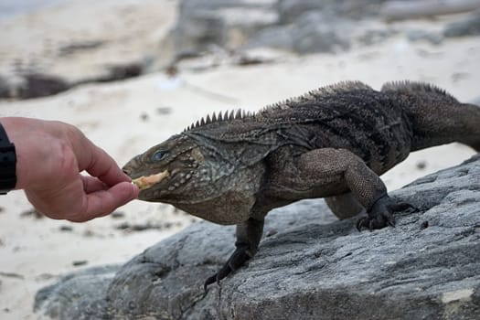 Iguana feeding