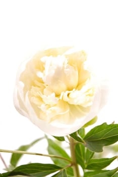 Peony