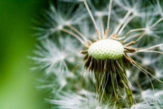 Dandelion on the meadow