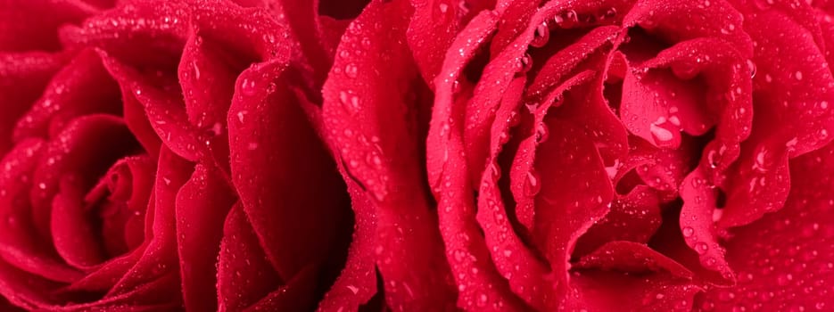 Roses in panorama format