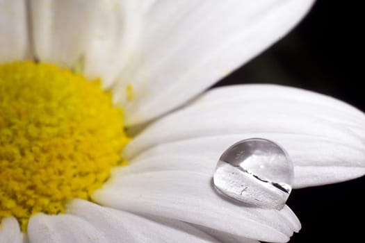 Daisy flower isolated on black backgroun