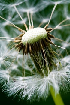 Dandelion on the meadow