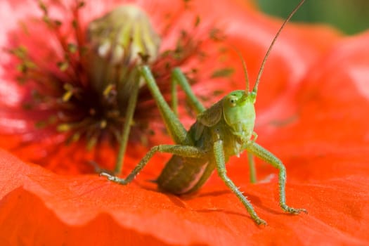 Grasshopper