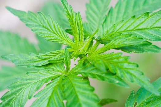 Hemp background