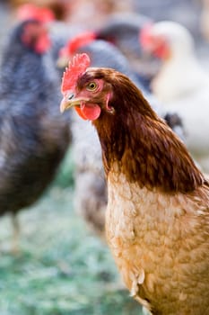 Hen