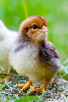 Chicken
