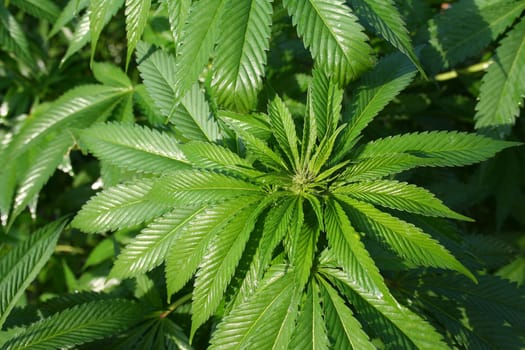 Hemp background