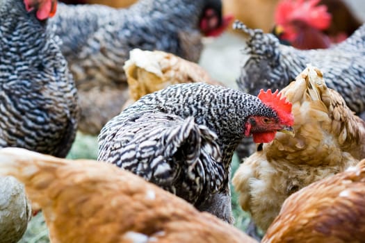 Hens