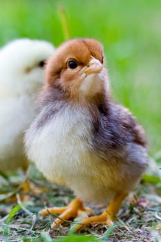 Chicken