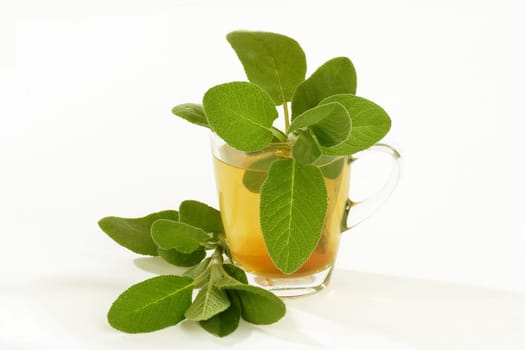 Fresh Sage Tea