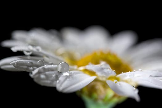 Daisy flower isolated on black backgroun