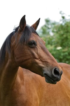 Andalusian
