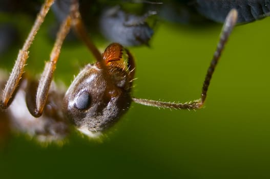 Ant caring for aphids