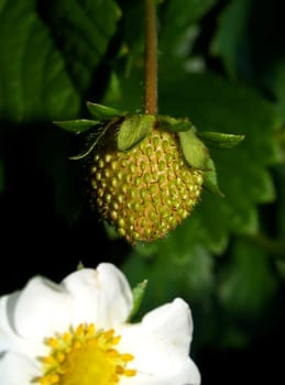 Strawberry plant