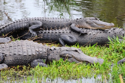 Alligator